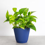 Thorsen's Greenhouse Golden Pothos, Live Indoor Vining Plant, Easy to Grow, Variegated Houseplant, Natural Air Purifier (Navy, 6-inch Pot)