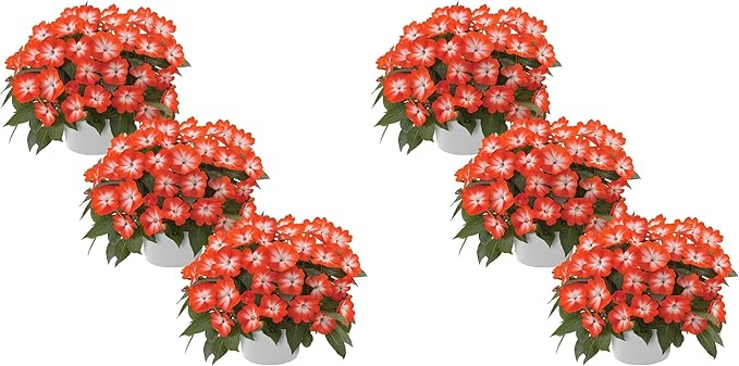 Live New Guinea Impatiens Plant - Shades of Orange (3 Plants Per Pack) - Beautiful Flowering Shade Flowers - 12" Tall by 5" Wide in 1 Qt Pot (Pack of 2)