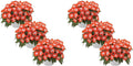 Live New Guinea Impatiens Plant - Shades of Orange (3 Plants Per Pack) - Beautiful Flowering Shade Flowers - 12" Tall by 5" Wide in 1 Qt Pot (Pack of 2)