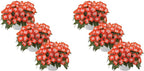 Live New Guinea Impatiens Plant - Shades of Orange (3 Plants Per Pack) - Beautiful Flowering Shade Flowers - 12" Tall by 5" Wide in 1 Qt Pot (Pack of 2)