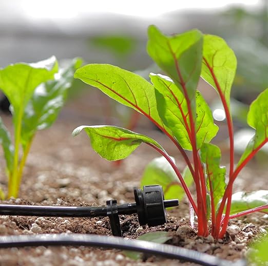 AEO Solar-Powered Automatic Watering Drip Irrigation System, 50 Drippers, 155 ft for Balcony Greenhouse Raised Garden Bed
