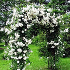 White Rose Live Plant, Can Grow As Rose Bushes Shrubs or Climbing, Fragrant Ready to Plant, Starter Size, 5 to 10 Inc Tall, Dormant in Winter