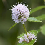 Chalily Water Mint, a Great Live Pond Plant for Your Water Garden. Filters The koi and Goldfish Pond. Good for Bogs, Plant Shelf or Shallow Water This marginal Aquatic is a Real Beauty