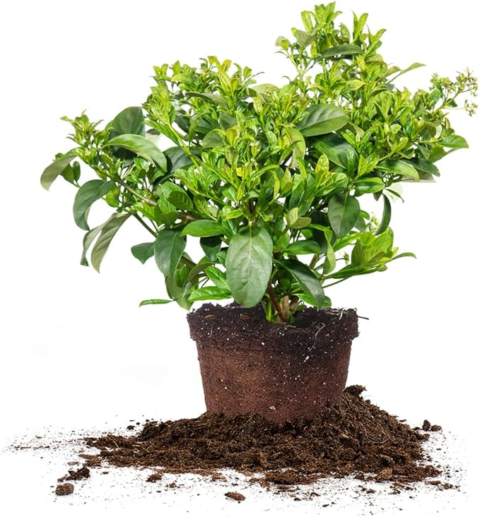 Perfect Plants Sweet Viburnum Shrub 3 Gallon | Live Shrubs for Outdoor Planting | Fast Growing Privacy Hedge | Fully Loaded Flowers Filled with Fragrance