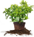 Perfect Plants Sweet Viburnum Shrub 3 Gallon | Live Shrubs for Outdoor Planting | Fast Growing Privacy Hedge | Fully Loaded Flowers Filled with Fragrance