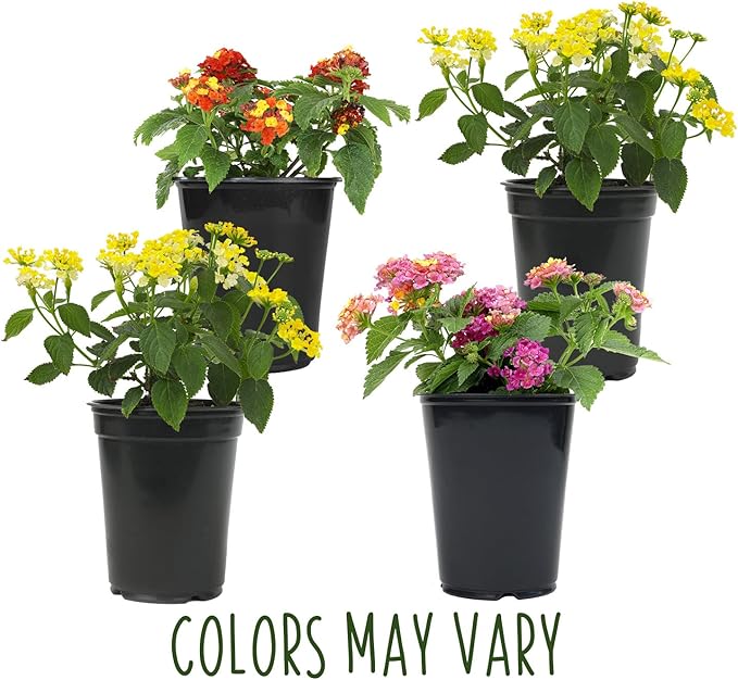 Multicolor Lantana Flowers (4 Pack), Easy Plant Care, Attracts Pollinators, Extended Bloom, Heat and Drought Tolerant, Real Flowers, Live Outdoor Flowering Plants