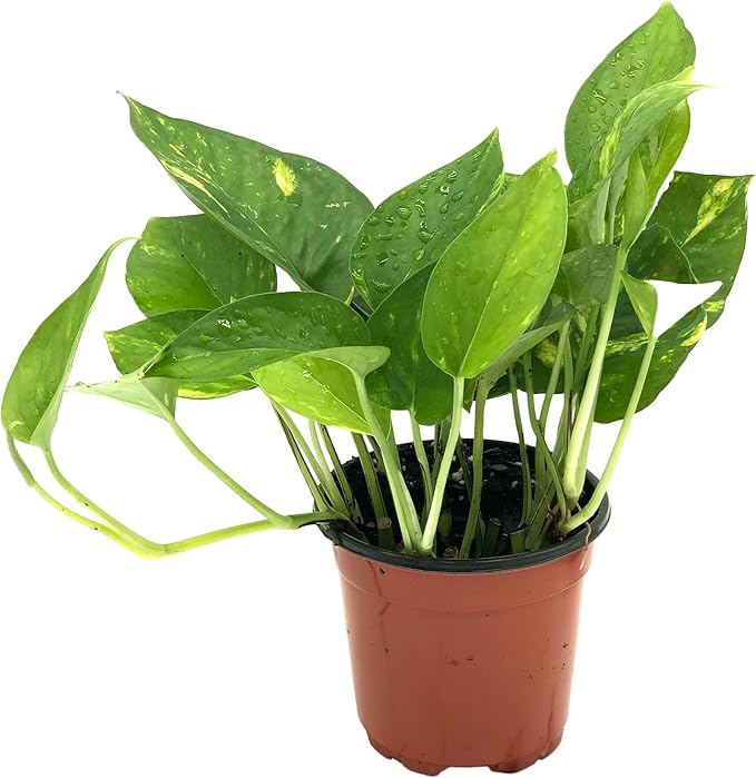 Live Pothos Plant - Epipremnum aureus Golden Pothos Plant - ragnaroc Tropical Plant 5-8” Tall - 1ct Live Arrival Guaranteed - Low Maintenance House Plants for Home Decor & Gift