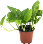 Live Pothos Plant - Epipremnum aureus Golden Pothos Plant - ragnaroc Tropical Plant 5-8” Tall - 1ct Live Arrival Guaranteed - Low Maintenance House Plants for Home Decor & Gift