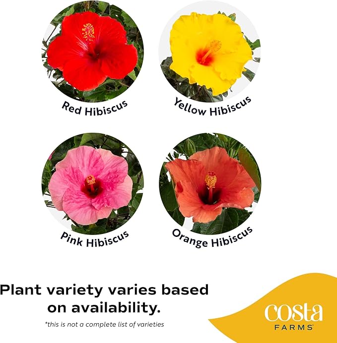 Costa Farms Premium Flowering Braided Hibiscus Grower Pot Live Outdoor Plant, 2-Pack 20-Inches Tall, Grower's Choice Flowers