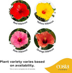 Costa Farms Premium Flowering Braided Hibiscus Grower Pot Live Outdoor Plant, 2-Pack 20-Inches Tall, Grower's Choice Flowers