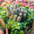 Altman Plants 3.5" Crassula Baby Necklace, Succulent Plants Live Succulents Plants Live Indoor Plants Live Houseplants Live Indoor House Plants Indoors Live Plants Outdoor Plants Live Succulent Plants