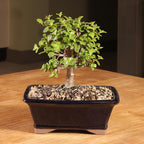 Brussel's Bonsai - Live Dwarf Jade Bonsai Tree in a Grower Bonsai Pot, Indoor Succulent Houseplant, 4 Years Old, 8-12 Inches Tall, Easy Care Plant for Home or Office (Medium, Green)