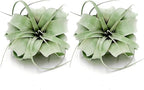 ragnaroc Air Plants - Tillandsia Xerographica, Regular 3-5” - 1ct - Live Arrival Gauranteed - House Plants for Home Decor & Gift