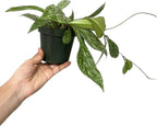 Hoya Publicalyx Splash Red Button - Hoya Plant - Air Purifying Plant - Pet Friendly Plant - Hoya Plants Live Houseplants - Wax Plant (1-2 Plants, 4" Pot)