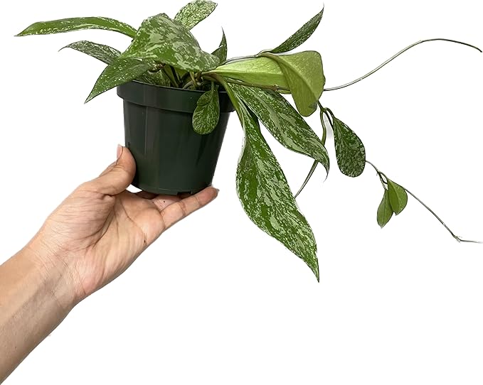 Hoya Publicalyx Splash Red Button - Air Purifying Features - Pet Friendly - Hoya Plants Live Houseplants - Wax Plant (3-4 Plants, 4" Pot)