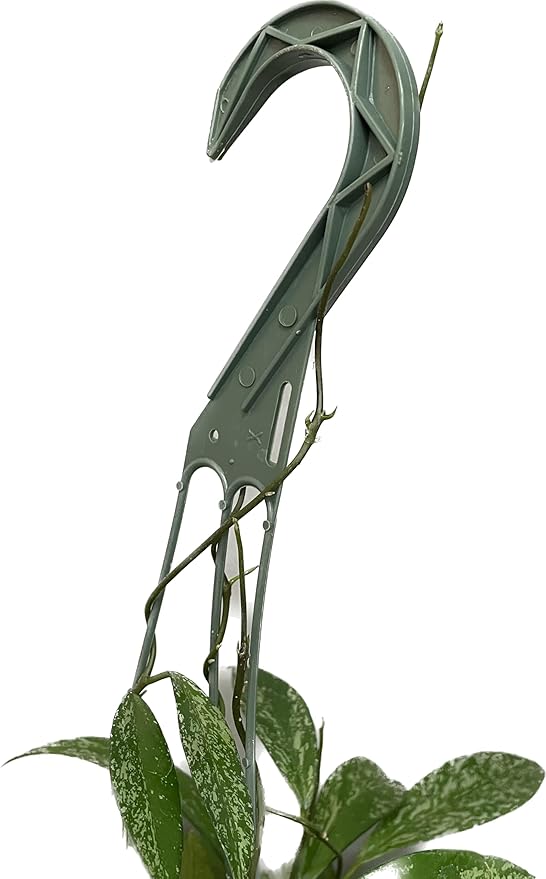 Hoya Publicalyx Splash Red Button - Hoya Plant - Air Purifying Plant - Pet Friendly Plant - Hoya Plants Live Houseplants - Wax Plant (Multiple Plants, 6" Hanging Pot)