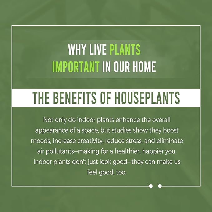 LEAL PLANTS ECUADOR Aglaonema Siam| Live Chinese Evergreen Indoor Plant | Natural Décor & Air-Purifying Evergreen | Elegant Low-Maintenance Houseplants for Home or Office | Colorful Plant
