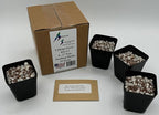 Lithops Seed KIT Mix Fresh Harvest 50 Seeds 4-2” Pots & Soil Huge Variety of Species Beautiful Colorful Faces Variable Colors Patterns High Germination Rate Living Stone (Kit # 1 50seed4-2”Pot-Soil)