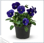 Live Healthy Flowering Pansies - Blue (4 Plants Per Pack), Beautiful Winter Color, 6" Tall by 4" Wide in 1 Pint Square Pot