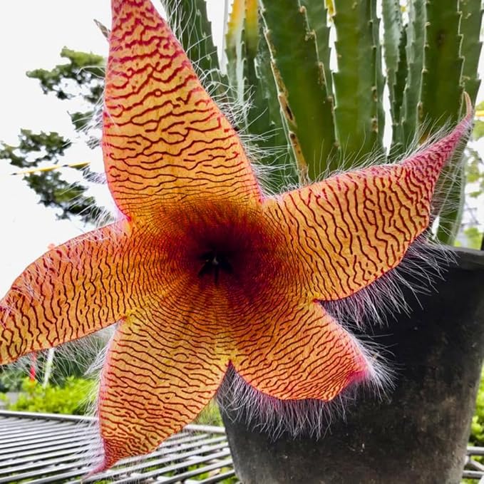 Sets 2 Rare Starfish Cactus Plant Live in 2" Pot, Small Cactus Succulent Well Rooted 4-8 Inch Tall, Ornamental Houseplant for Hanging Basket Trailing