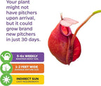 Lady Luck Carnivorous Pitcher Plant - Nepenthes ampullaria x Ventricosa by Wellspring Gardens - Starter Plant - Live Tropical Carnivorous Houseplant (2-Pack)
