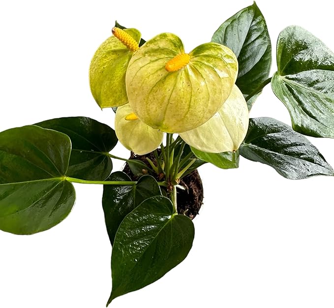 Anthurium (12"-14" Tall) Unique and Gorgeous Live Indoor Plant, Easy Care and Easy to Grow, Bloom Plant, 4 inch Pot (Vanilla)
