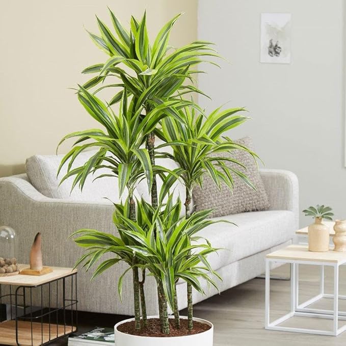 RedCrocus Lemon Lime Dragon Tree Bush- Variegated Indoor & Outdoor Plant- Easy Care Evergreen Foliage- Tolerates Bright, Indirect Light- Pet Safe (Toxic to Cats & Dogs) 10" Pot