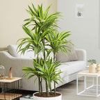 RedCrocus Lemon Lime Dragon Tree Bush- Variegated Indoor & Outdoor Plant- Easy Care Evergreen Foliage- Tolerates Bright, Indirect Light- Pet Safe (Toxic to Cats & Dogs) 10" Pot