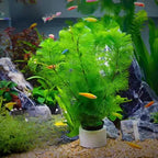 14 Green Cabomba Plants Live, Aquarium Plants Live, 4 to 6 Inc Tall Aquarium Pond Plant, Live Cambomba Plant Growing