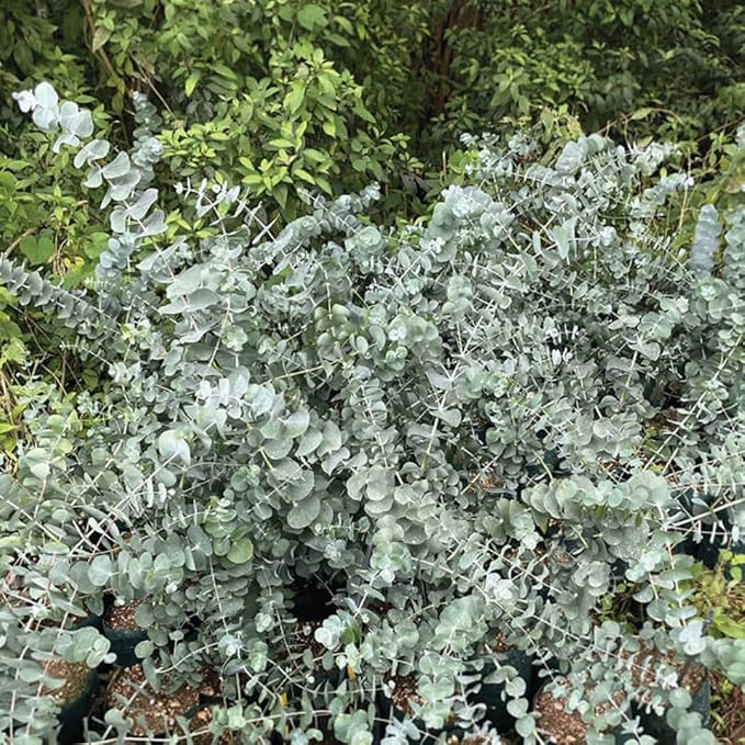 Fragrant Starter Eucalyptus Tree Plant Live, 5-8 Inches Tall, Dormant, Fragrant Leaf for Home Decor, Ready for Transplant (Silver Dollar)