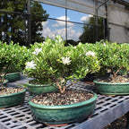 Brussel's Live Gardenia Outdoor Bonsai Tree - 6 Years Old; 10" to 14" Tall with Decorative Container