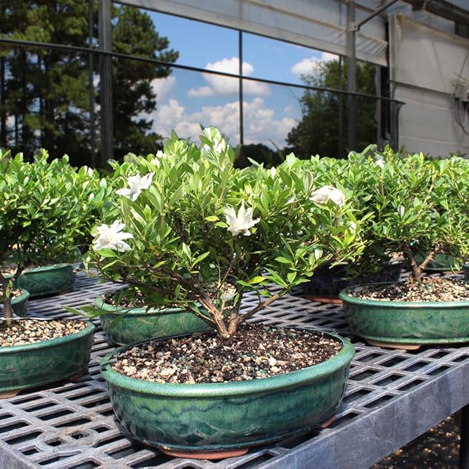 Brussel's Live Gardenia Outdoor Bonsai Tree - 6 Years Old; 10" to 14" Tall with Decorative Container