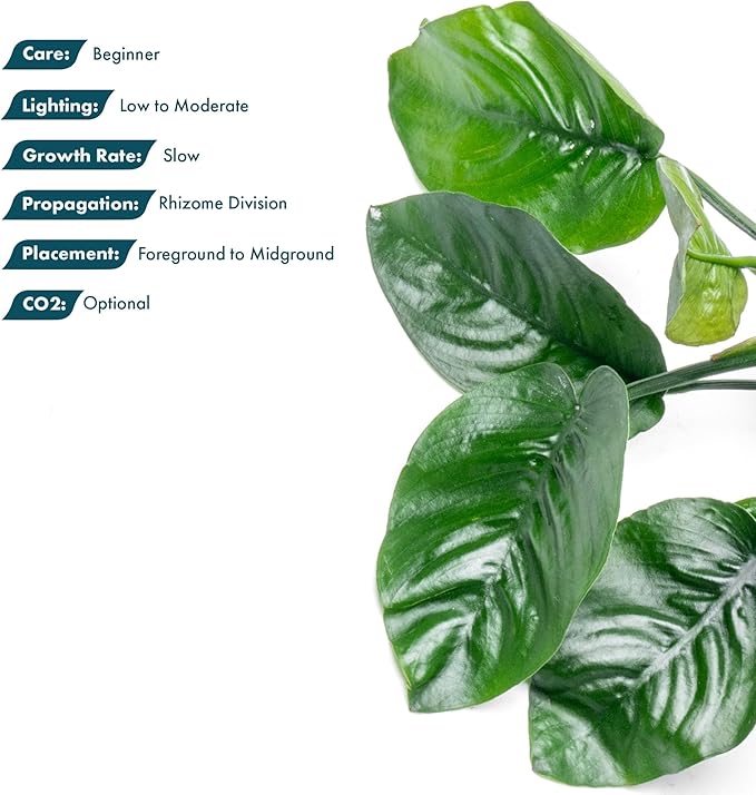 SubstrateSource Anubias Live Aquarium Plants - Potted Freshwater Plant for Fish Tanks, Terrariums - Beginner Friendly Low Light (Barteri Butterfly, 3 Pots)
