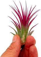 ragnaroc Air Plants - Tillandsia Ionantha, Regular 2-3" - 1ct - Organically Enhanced Color - Live Arrival Guaranteed - House Plants for Home Decor & Gift, Miami Pink