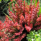 Orange Rocket Barberry (2.5 Quart) Deciduous Shrub with Unique Foliage - Full Sun to Part Shade Live Outdoor Plant