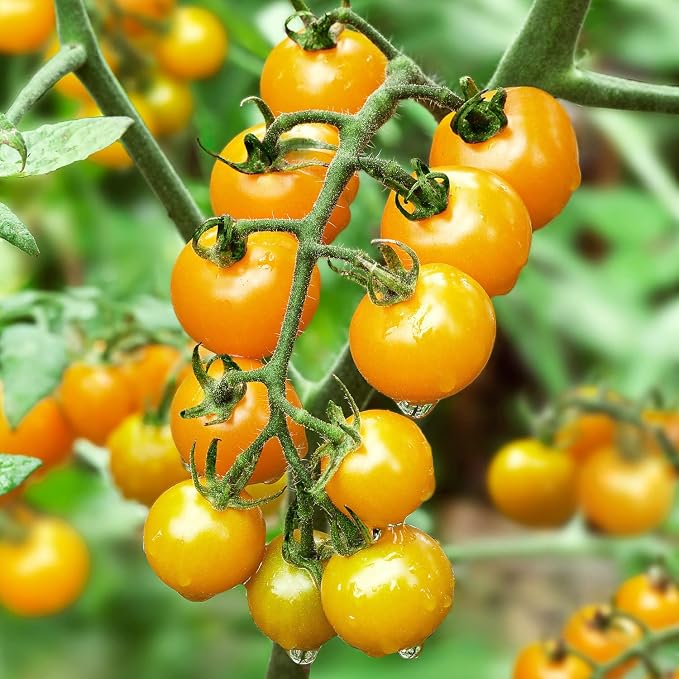 Bonnie Plants Sun Sugar Yellow Cherry Tomato - 4 Pack Live Plants, Disease Resistant, 7 - 9 Ft. Tall Plants, Great For Salads & Snacking