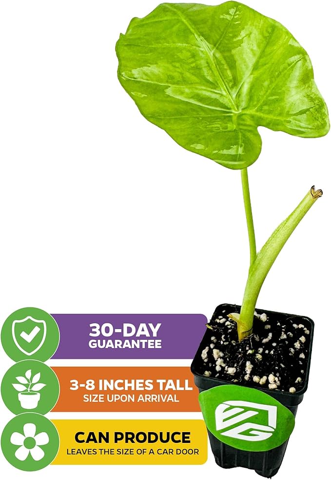 Thailand Giant Elephant Ear Live Plant - Colocasia gigantea by Wellspring Gardens - Elephant Ear Plant, Colocasia Gigantea, Elephant Ear Plant Live, Exotic Elephant Plant, Tropical Garden Design Ideas