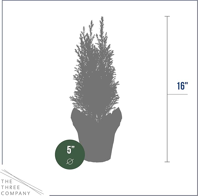 Live Dark Green Cypress Tree - Tabletop Decoration - 12" Tall by 5" Wide in Deco Cover