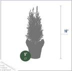 Live Dark Green Cypress Tree - Tabletop Decoration - 12" Tall by 5" Wide in Deco Cover