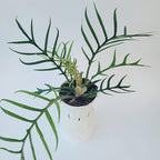 Philodendron Tortum Live Plant | Ships from CA | Available in Modern White Self-Watering Planter | Air Purifying & Pet-Friendly (4" Nursery Pot, Small Plant)