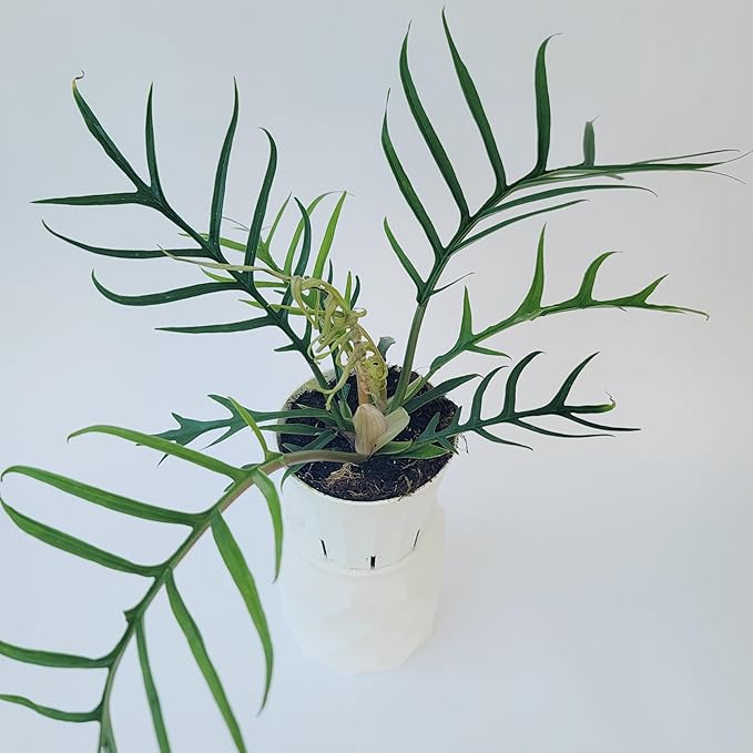 Philodendron Tortum Live Plant | Ships from CA | Available in Modern White Self-Watering Planter | Air Purifying & Pet-Friendly (4" Nursery Pot, Small Plant)