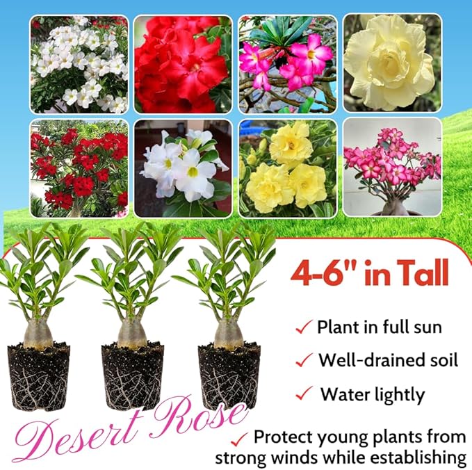 3 Rare Mixed Desert Rose Plants Live, Adenium Desert Rose Random Varieties, Starter 4-7'' Tall, Tropical Flowering Succulent, Indoor Outdoor Spring Planting