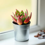 Live Succulent Echeveria Agavoides Horse, 2 Inch Fully Rooted Potted Plant, Easy Care & Drought Tolerant, Indoor Houseplant for Home Decor