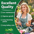 80+ Hosta Seeds - Rare Perennial Shade Plant for Gardens, Borders, and Containers - Non-GMO Heirloom, Hardy and Low Maintenance