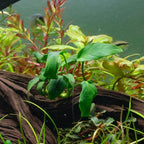 SubstrateSource Anubias Live Aquarium Plants - Potted Freshwater Plant for Fish Tanks, Terrariums - Beginner Friendly Low Light (Nana Bonsai, 1 Pot)