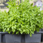 Seed Needs Culinary Basil Herb Seed Packet Collection (8 Individual Basil Seed Varieties for Planting) Non-GMO & Untreated Kitchen Herbs to Plant Indoors/Outdoors