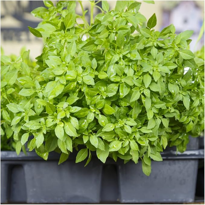 Seed Needs Culinary Basil Herb Seed Packet Collection (8 Individual Basil Seed Varieties for Planting) Non-GMO & Untreated Kitchen Herbs to Plant Indoors/Outdoors