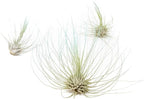 Light Blue Colorful Tillandsia Air Plants -Long Lasting Color Enhanced Live Tillandsia Succulent House Plants - Home and Garden Decor -Easy Care Indoor/Outdoor Plants (Argentea Thin, Single)