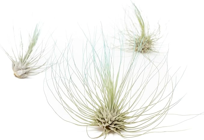 Light Blue Colorful Tillandsia Air Plants -Long Lasting Color Enhanced Live Tillandsia Succulent House Plants - Home and Garden Decor -Easy Care Indoor/Outdoor Plants (Argentea Thin, Single)