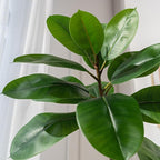 Bailikang 7.2ft Artificial Rubber Tree Faux Plants Indoor Faux Floor Artificial Trees Indoor,Fake Plant Fake Tropical Plants,Large Floor,Real Touch Rubber Tree for Home Decor